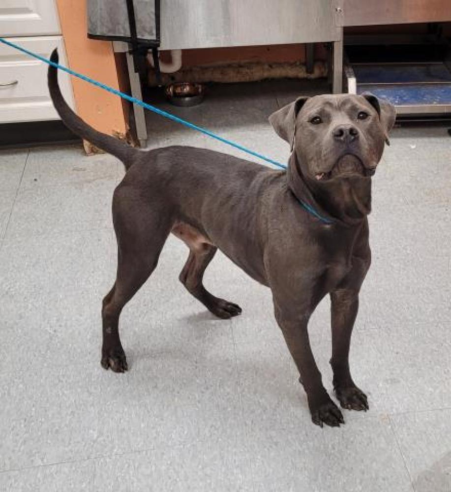 Shelter Stray Male Dog last seen Near BLOCK GRANDVILLE, DETROIT, MI 48223, Detroit, MI 48211
