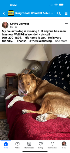 Lost Male Dog last seen Near wall st Wendell , Wendell, NC 27591