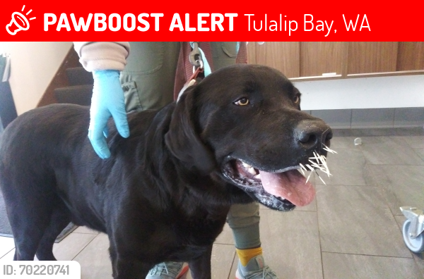 Lost Male Dog last seen Suburban Propane, Tulalip Bay, WA 98271