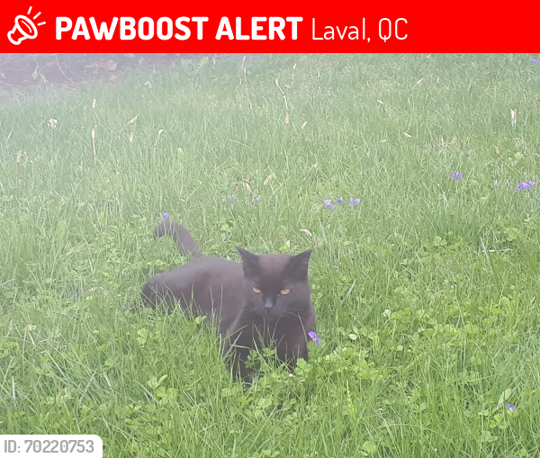 Lost Female Cat last seen Fabreville, rue Joachim, Julie, Josiane, Laval, QC H7P