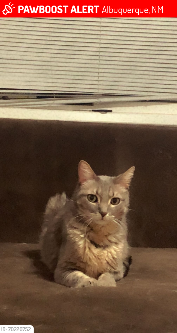 Lost Male Cat last seen Zuni and Cagua , Albuquerque, NM 87108
