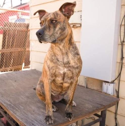Lost Female Dog last seen 28TH & AVE W, Lubbock, TX 79411