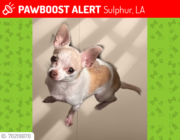 Lost Female Dog last seen Sulphur Spring apmts - Sunset St. & Henning Dr., Sulphur, LA 70663