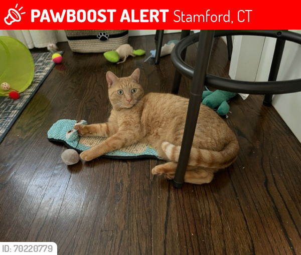 Lost Male Cat last seen Quintard Terrace, near East Main Street, Stamford, CT 06902