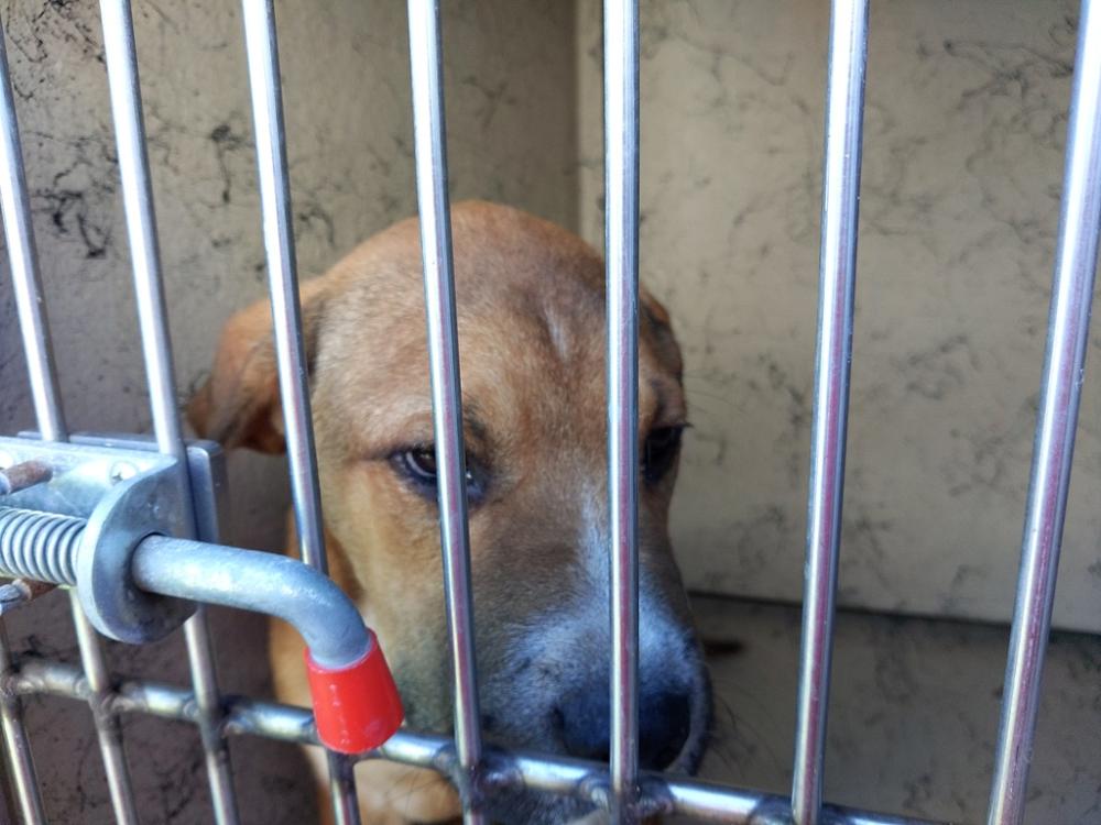 Shelter Stray Male Dog last seen Near Roy Guidry Road, YOUNGSVILLE, LA, 70592, Lafayette, LA 70507