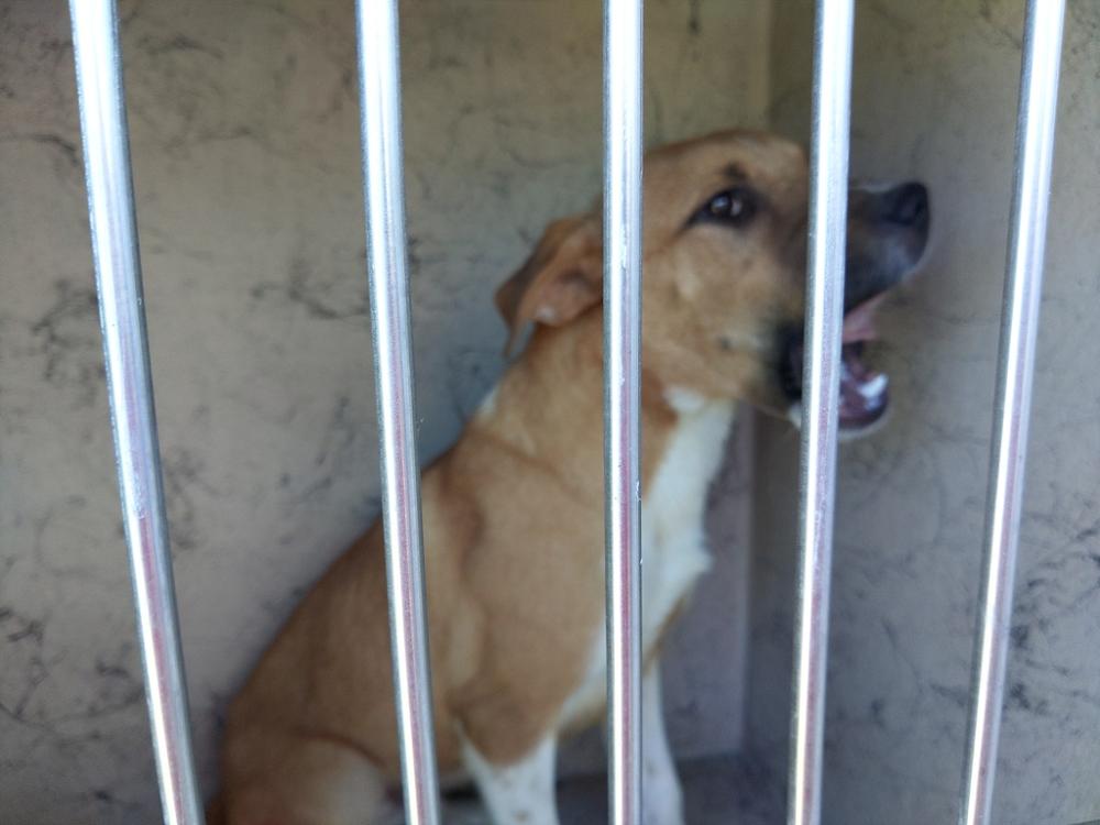 Shelter Stray Male Dog last seen Near Roy Guidry Road, YOUNGSVILLE, LA, 70592, Lafayette, LA 70507