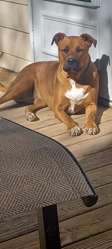 Lost Female Dog last seen Castlegate Dr and Watkins Rd, Raleigh nc 27616, Raleigh, NC 27616