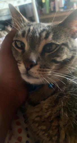 Lost Male Cat last seen Near county road 3101, Winona, TX 75792