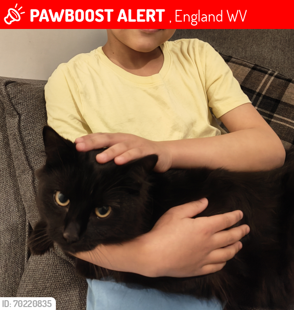 Lost Male Cat last seen Lakefield Road Wolverhampton , , England WV11