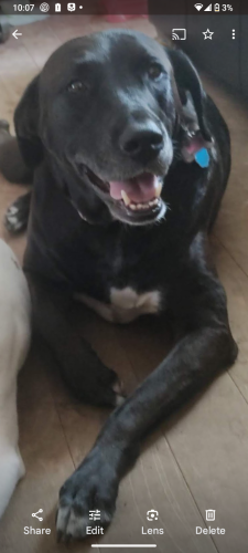 Lost Female Dog last seen Wrightsville ave, Wilmington, NC 28403