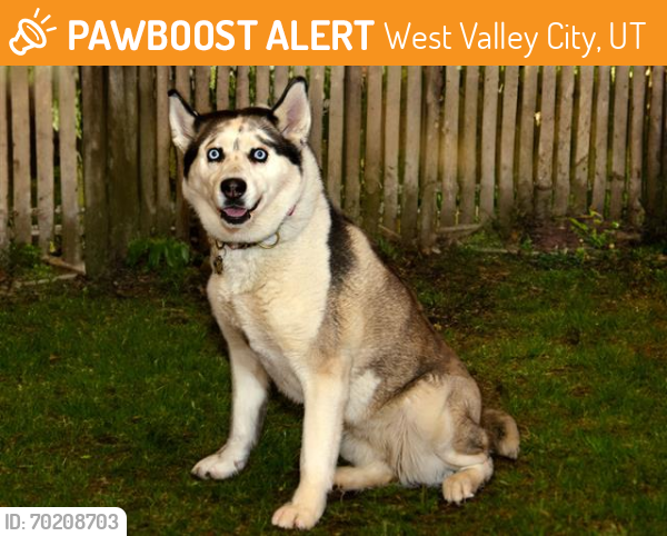 Shelter Stray Female Dog last seen Near BLOCK W 4700 S, TAYLORSVILLE UT 84129, West Valley City, UT 84120