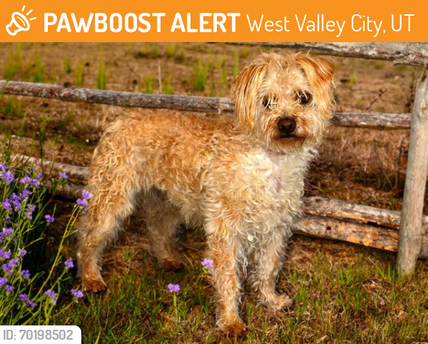 Shelter Stray Male Dog last seen Near BLOCK S CASTLE RD, WEST VALLEY CITY UT 84128, West Valley City, UT 84120