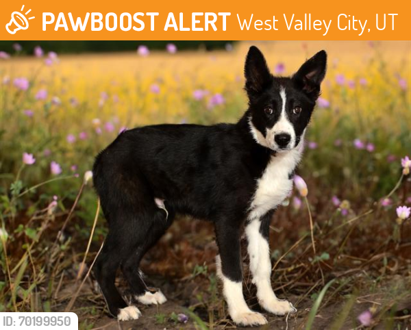 Shelter Stray Male Dog last seen Near BLOCK W 3875 S, WEST VALLEY CITY UT 84119, West Valley City, UT 84120