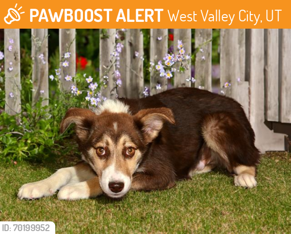 Shelter Stray Male Dog last seen Near BLOCK W 3875 S, WEST VALLEY CITY UT 84119, West Valley City, UT 84120