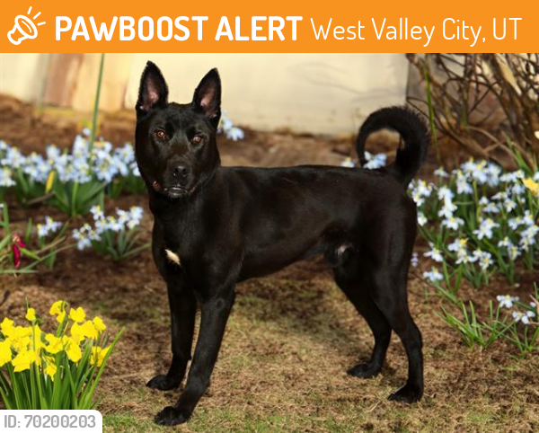 Shelter Stray Male Dog last seen Near BLOCK LESTER ST, West Valley City, UT 84120