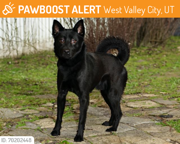 Shelter Stray Male Dog last seen Near BLOCK S REDWOOD RD, WEST VALLEY CITY UT 84119, West Valley City, UT 84120