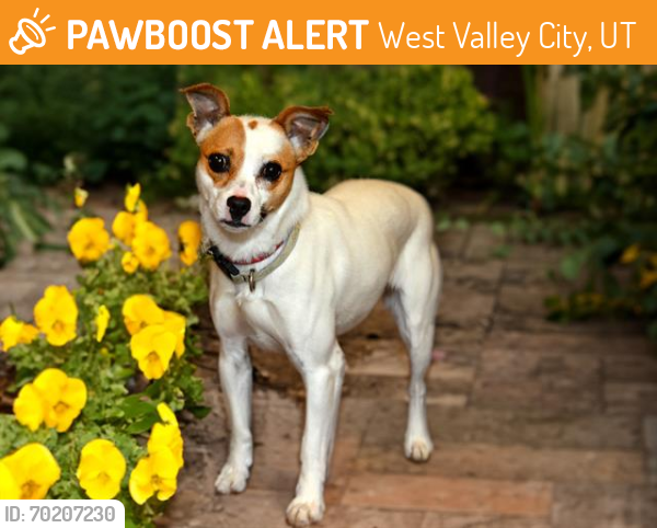 Shelter Stray Female Dog last seen Near BLOCK S BEAVER ST, West Valley City, UT 84120