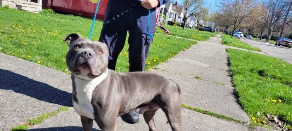 Shelter Stray Male Dog last seen Near BLOCK SOMERSET AVE, DETROIT, MI, Detroit, MI 48211