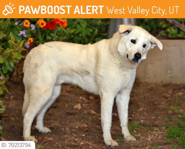 Shelter Stray Male Dog last seen Near BLOCK W JACK CIR, West Valley City, UT 84120