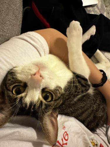 Lost Female Cat last seen Near big canyon dr w , Palm Springs, CA 92264