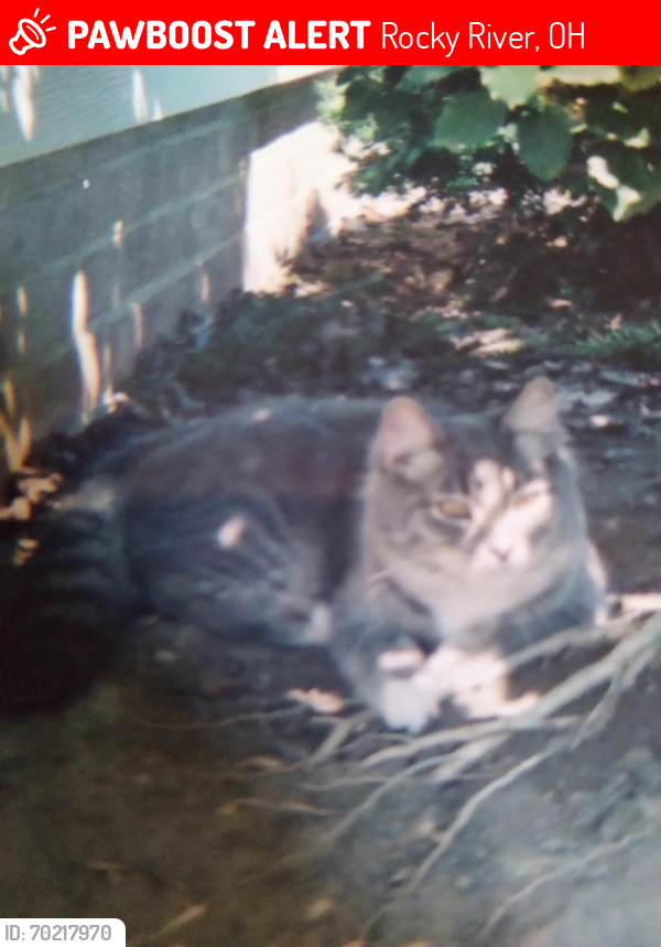 Lost Female Cat last seen Hampton and center ridge, Rocky River, OH 44116