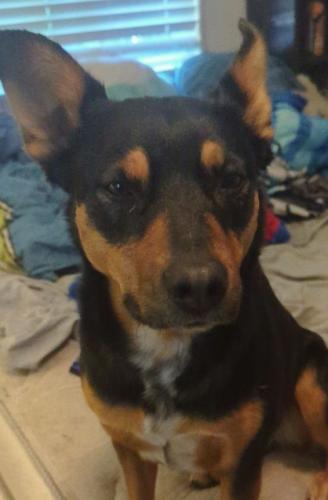 Lost Female Dog last seen Broad river road and piney Grove rd, Columbia, SC 29210