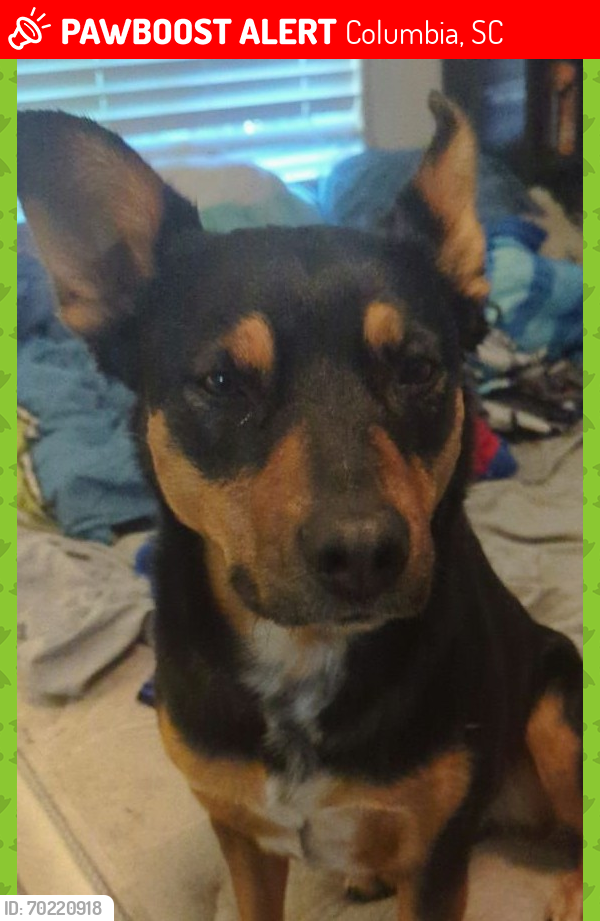 Lost Female Dog last seen Broad river road and piney Grove rd, Columbia, SC 29210