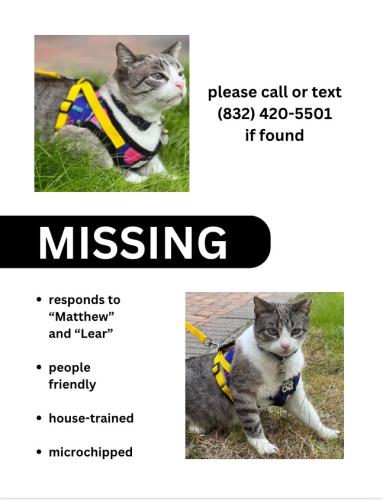 Lost Male Cat last seen South picnic lane, Houston TX near trailhead in picnic area, Houston, TX 77007