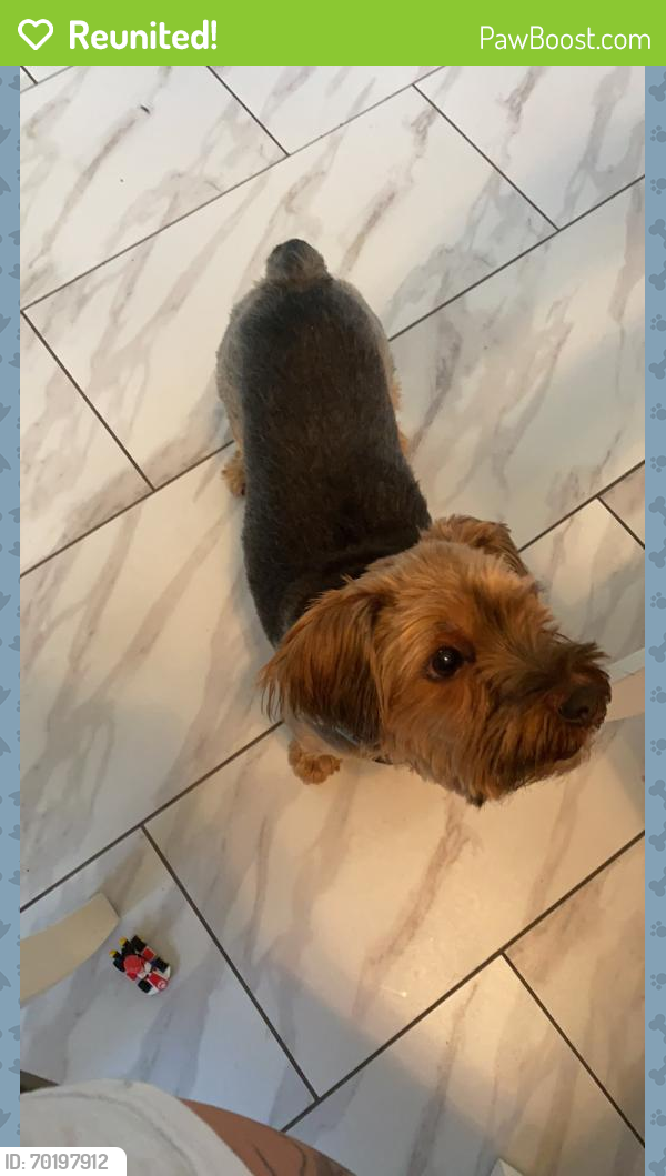 Reunited Female Dog last seen Carol Blvd, west Chester pike, upper Darby , Upper Darby, PA 19083
