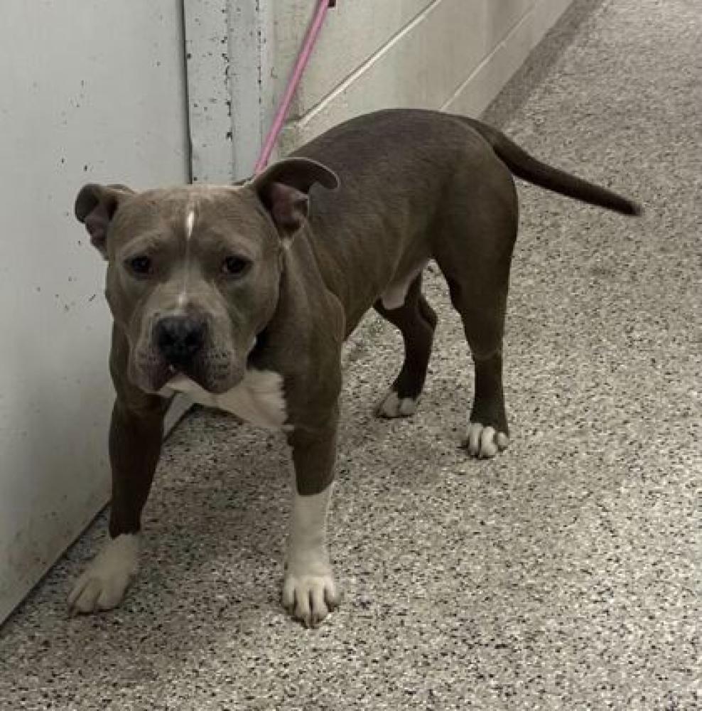 Shelter Stray Male Dog last seen Near Benton Blvd, 64130, MO, Kansas City, MO 64132