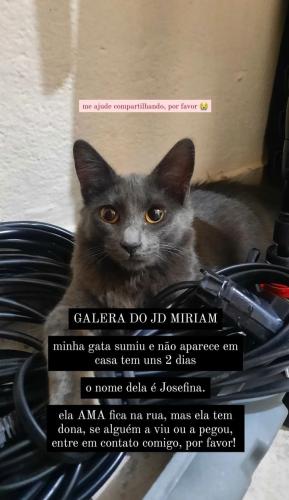 Lost Female Cat last seen Rua cecilio Mendes pereira, Jardim Camargo Novo, SP 