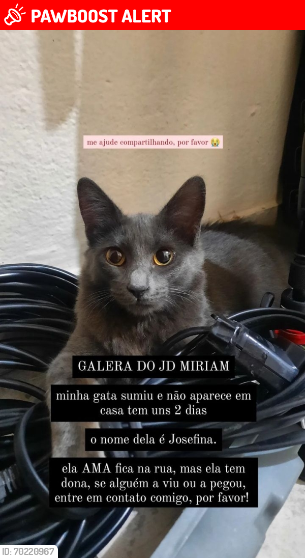 Lost Female Cat last seen Rua cecilio Mendes pereira, Jardim Camargo Novo, SP 