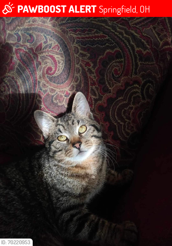Lost Male Cat last seen Providence Drive, Springfield, OH 45503