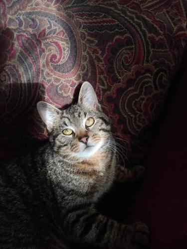 Lost Male Cat last seen Providence Drive, Springfield, OH 45503