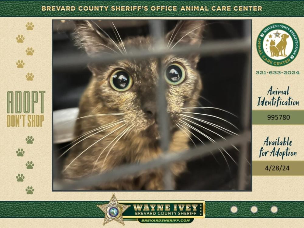 Shelter Stray Female Cat last seen Near MacArthur Lane, COCOA, FL, 32922, Melbourne, FL 32934