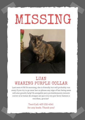 Lost Female Cat last seen Lake Nona , Orlando, FL 32832