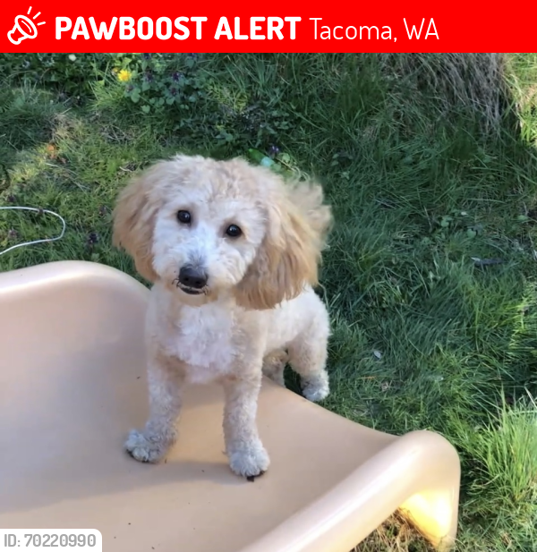 Lost Female Dog last seen E 45th St, Tacoma, WA 98408