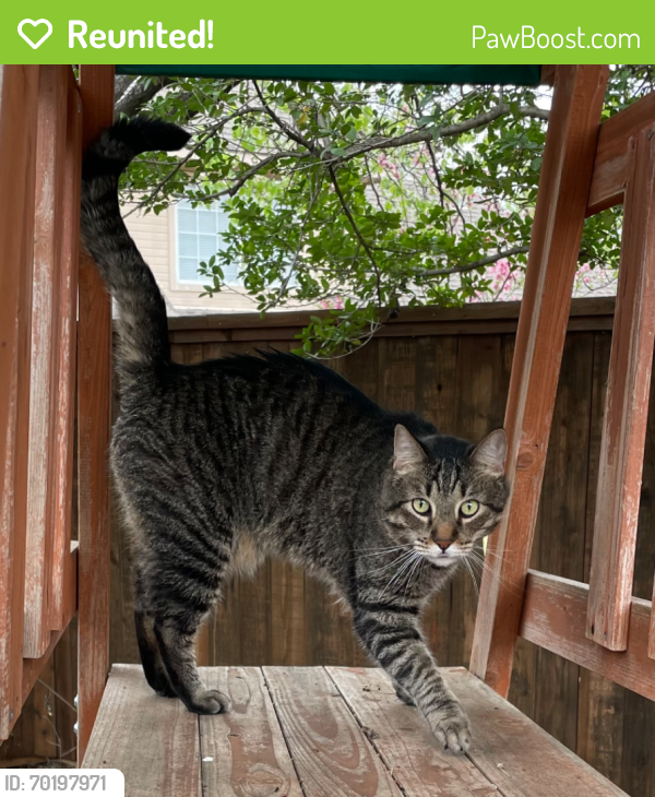 Reunited Male Cat last seen Lake forest and Virginia , McKinney, TX 75071