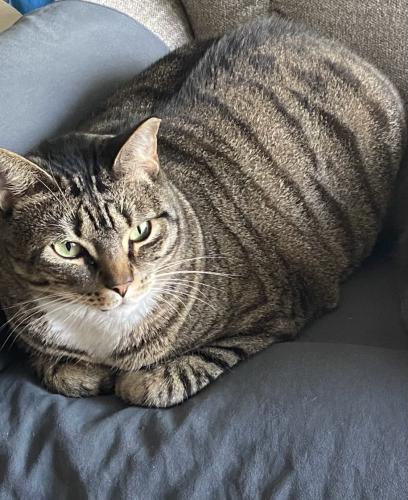 Lost Male Cat last seen West Flagler Library, Miami, FL 33134