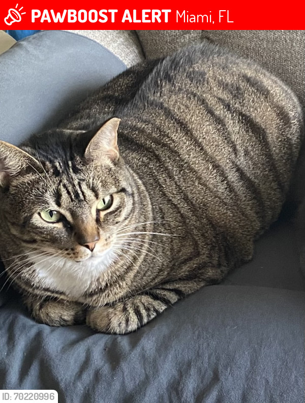 Lost Male Cat last seen West Flagler Library, Miami, FL 33134