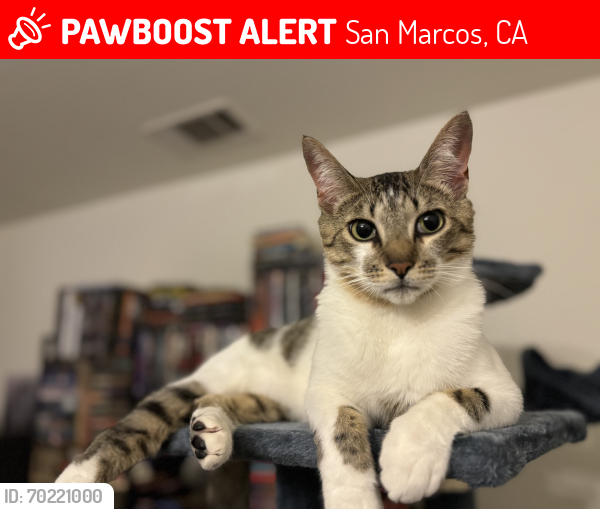 Lost Male Cat last seen Near via Del caballo, San Marcos, CA 92078