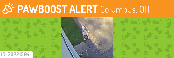 Found/Stray Unknown Dog last seen Sharon Ave and Morse Rd, Columbus, OH 43214