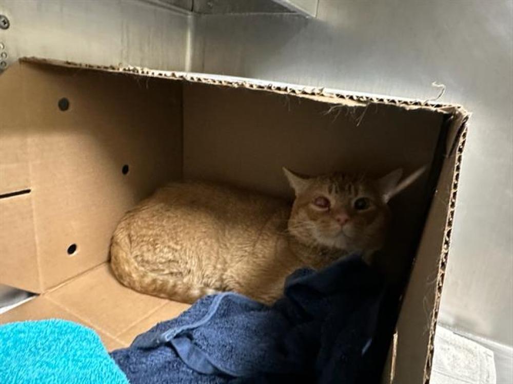 Shelter Stray Male Cat last seen MATTAPAN, Boston, MA 02130