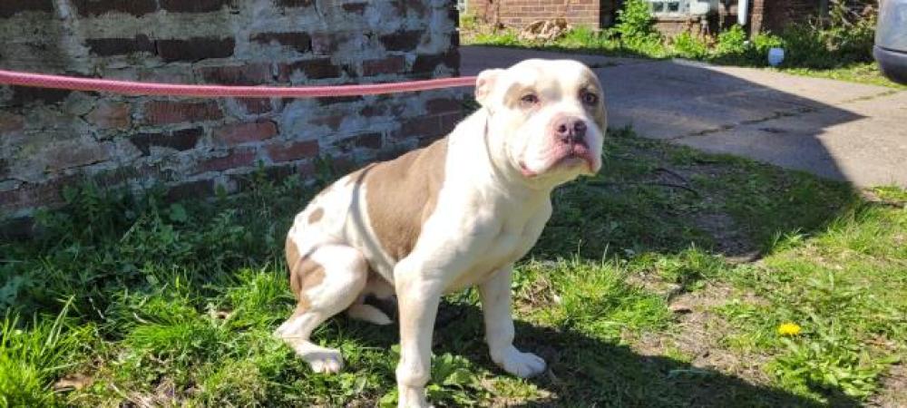 Shelter Stray Male Dog last seen Near BLOCK W BRENTWOOD ST, DETROIT, MI, Detroit, MI 48211