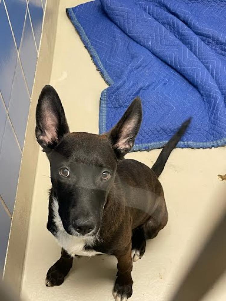 Shelter Stray Male Dog last seen Near BLOCK DECKER LANE, Austin, TX 78702