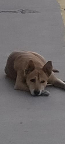 Lost Male Dog last seen Album Park , El Paso, TX 79936