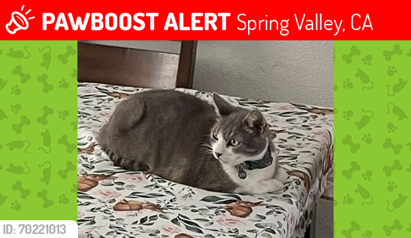 Lost Male Cat last seen Lamplighter Village Mobile  Park, Spring Valley, CA 91978