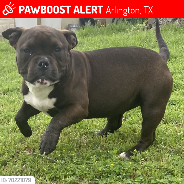 Lost Female Dog last seen E Mayfield Rd & S Center St Arlington, TX  76014 United States, Arlington, TX 76012