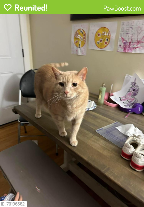 Reunited Male Cat last seen 37th ST NW, Canton, OH 44709