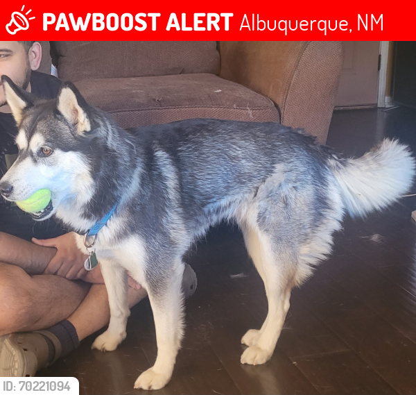 Lost Female Dog last seen Central & 98th , Albuquerque, NM 87121